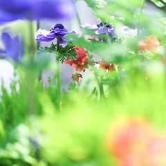 12月20日開催!「花を撮る」フラリエ初心者向け写真教室・アートディレクターが教える写真講座2023の画像