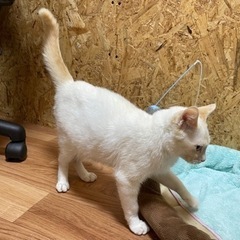 🐈お話し中🐈‍⬛　里親募集中　推定4ヶ月　雄猫　白に茶色模様