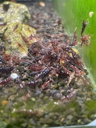 15匹セット！スラウェシギャラクシー【限定1】