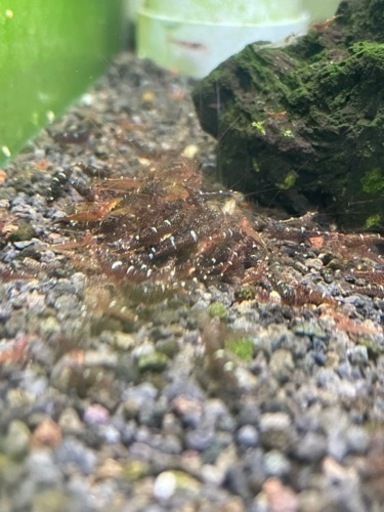 スラウェシミニブルー15匹セット