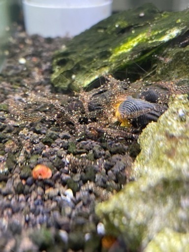 【決まりました】10匹セット。スラウェシホワイトオーキッド【限定1】