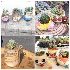 多肉植物寄せ植え体験❣️3歳からできますよ✨路地裏ガレージマーケット