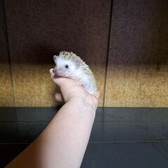 ハリネズミ・女の子