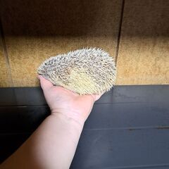 ハリネズミ・女の子 - その他
