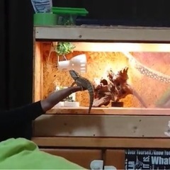 爬虫類 ケージ 90×45×45