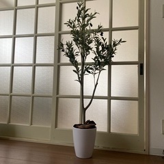 観葉植物 オリーブ フェイク
