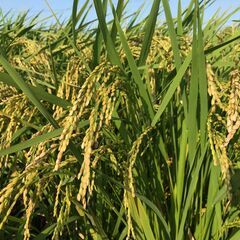 太陽の光を浴びながら、自分が手掛ける生産物に情熱を注ぐことができ...