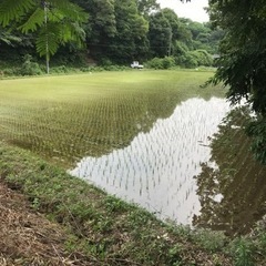 ★農業に興味のある方！★田んぼ米作り手伝ってみませんか？