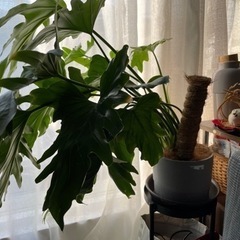 観葉植物　3