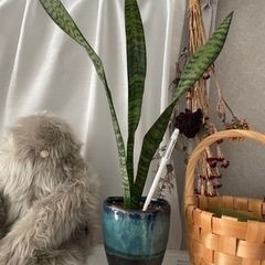 観葉植物　5