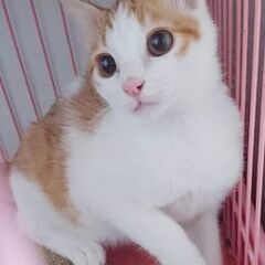甘えん坊で腕白オス子猫茶白
