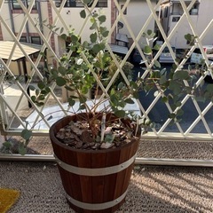 観葉植物8