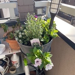 観葉植物11