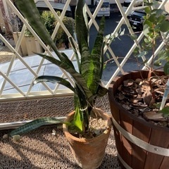 観葉植物9