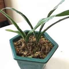 万年青　オモト　おもと　