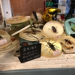 昆虫標本入荷しました!! 1個¥300~ 販売中！熊本リサイクル...