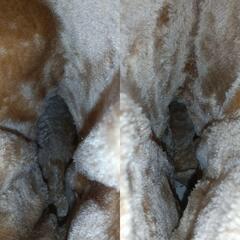 ノーブランド LL ムートン ショートブーツ ブラウン ベージュ スウェードの画像