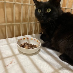 黒長毛♀5、6歳　不妊手術済み、駆虫済み