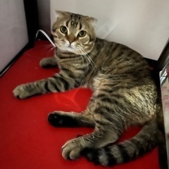 スコティッシュフォールド オス 2歳