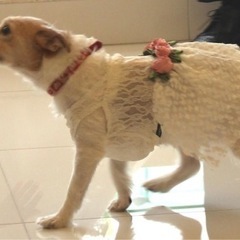 愛犬の写真撮影やリングドッグ衣装に♫犬用ドレスの画像