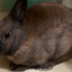 里親募集です