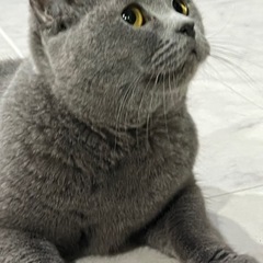 ブリティッシュショートヘア メス 5歳