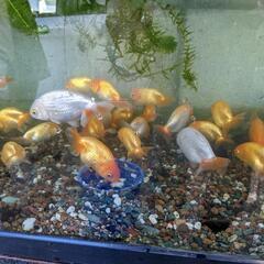 【不要】金魚いませんか🐟