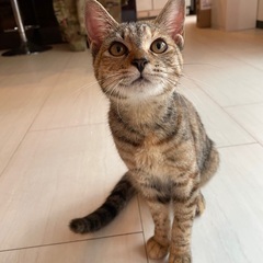 ベンガル柄のおっとり甘えん坊です。