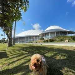 犬のカット