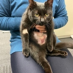 黒猫の女の子
