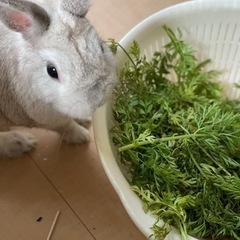 うさぎ相談🐰🍀ウサギ歴20年🍀 - 横浜市