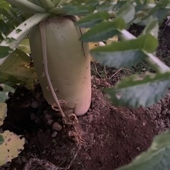 野菜各種50円（無農薬）キャンセルの為
