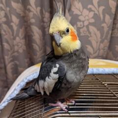 迷子のオカメインコを探しています