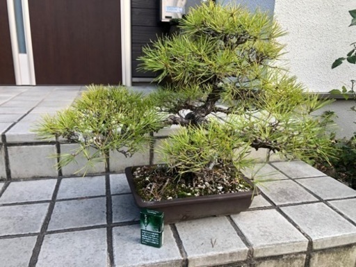 黒松盆栽文人調‼️再値下げしました‼️ 15000円 再々値下げしました‼︎黒松盆栽 セール 黒松盆栽文人調‼️再値下げしま