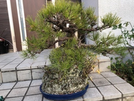 再々値下げしました‼︎石着き黒松盆栽