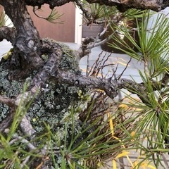 再々値下げしました‼︎石着き黒松盆栽