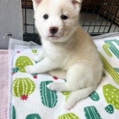 甘えん坊のベルちゃん　☆メス　２ヶ月