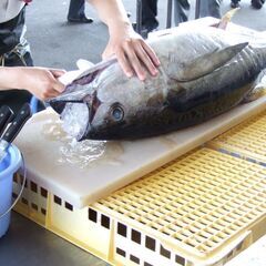 新春！マグロの解体ショー＆マグロのお寿司プレゼント｜2023年1...