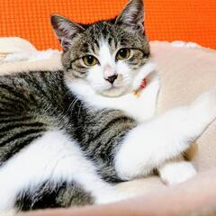 里親様決定。ありがとうございました❣️お顔が本当に綺麗なキジ白ち...