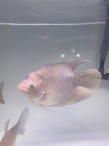 オスフロネームグラミー　ウルトラショート