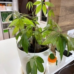 観葉植物