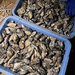 牡蠣、カキ、冷凍牡蠣、生牡蠣