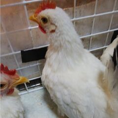 再掲載・桂チャボの子をもらってください(オス2羽)