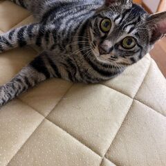 キジトラ　子猫  ボブテイル  オス 　 - 猫