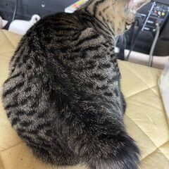 キジトラ　子猫  ボブテイル  オス 　 − 岩手県