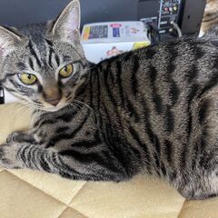 キジトラ　子猫  ボブテイル  オス 　 - 里親募集