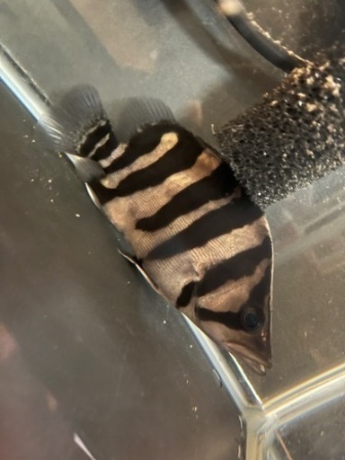 ダトニオ13〜15cm