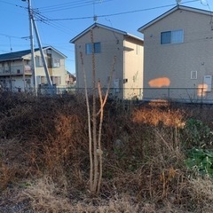 タラの木　タラの芽