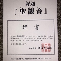 名門『林派』林金徳作　聖観音　超大型　ガラスケース付きの画像
