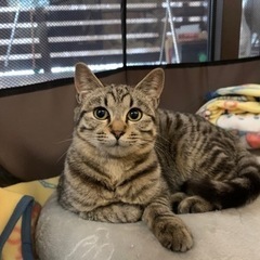 里親さん決まりました！　ワクチン接種済　子猫　5ヶ月　キジトラ柄　